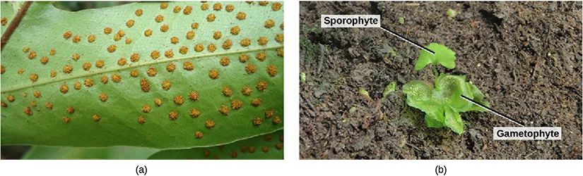 Photo A shows small bumps called sori on the underside of a fern frond. Photo B shows a young sporophyte with a fan-shaped leaf growing from a lettuce-like gametophyte.