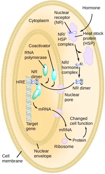The illustration shows a hormone crossing the cellular membrane and attaching to the NR/HSP complex. The complex dissociates, releasing the heat shock protein and a NR/hormone complex. The complex dimerizes, enters the nucleus, and attaches to an HRE element on DNA, triggering transcription of certain genes.