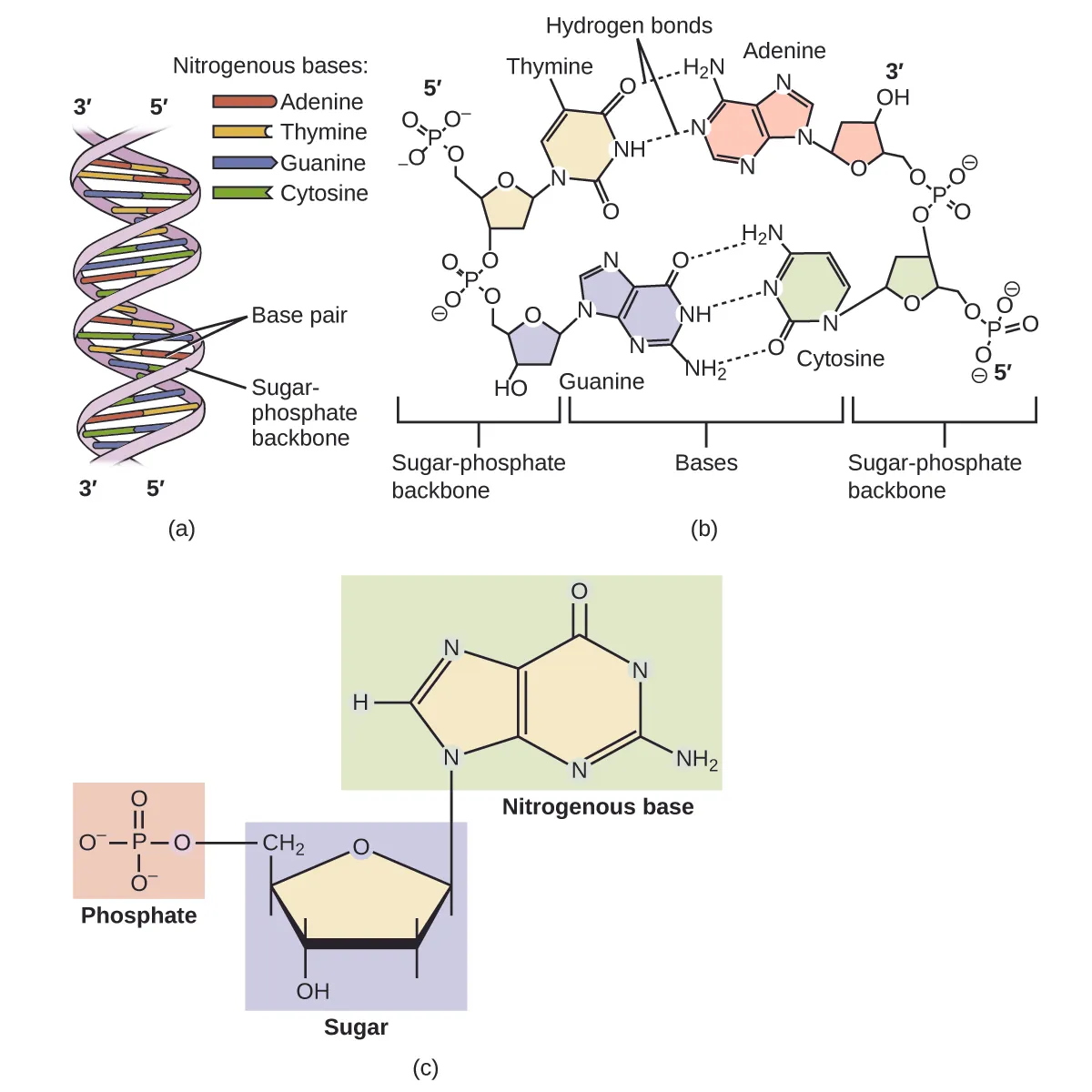 Diagram a shows DNA as a double helix composed of the nitrogenous bases adenine, thymine, guanine, and cytosine paired up along a sugar-phosphate backbone. The helix has labeled 3 prime and 5 prime directions or ends. In diagram b, the molecular level arrangement of the bases connected by hydrogen bonding within the sugar-phosphate backbone is shown. Adenine is shown with hydrogen bonding to thymine and similarly the linkage via hydrogen bonding between cytosine and guanine is shown. Again, 3 prime and 5 prime directional information is provided. In diagram c, the bonding between a nitrogenous base, sugar, and phosphate is shown.