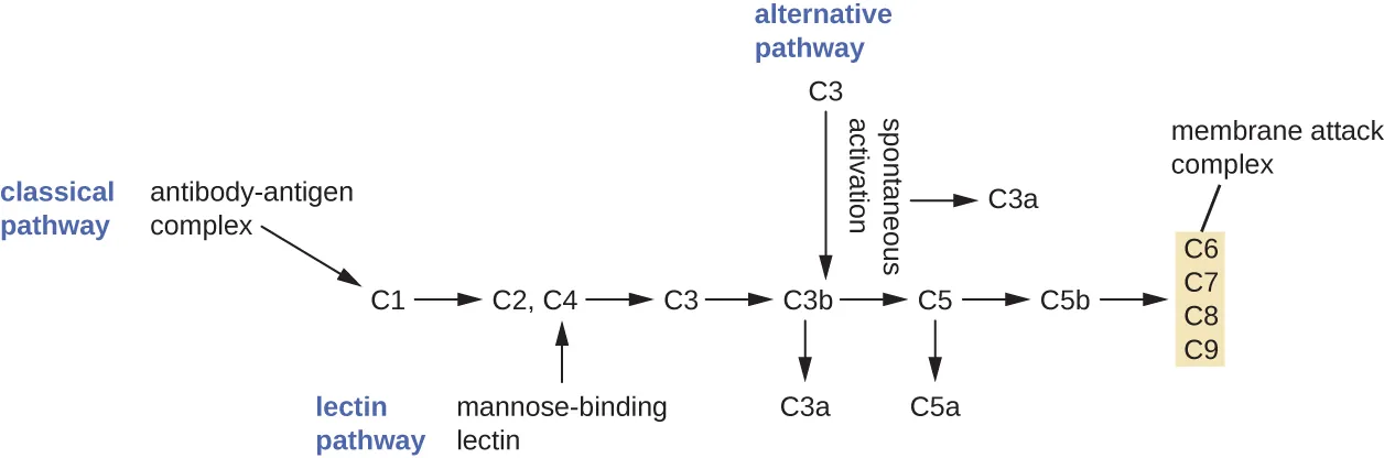 A diagram outlining the three complement pathways. Description below.