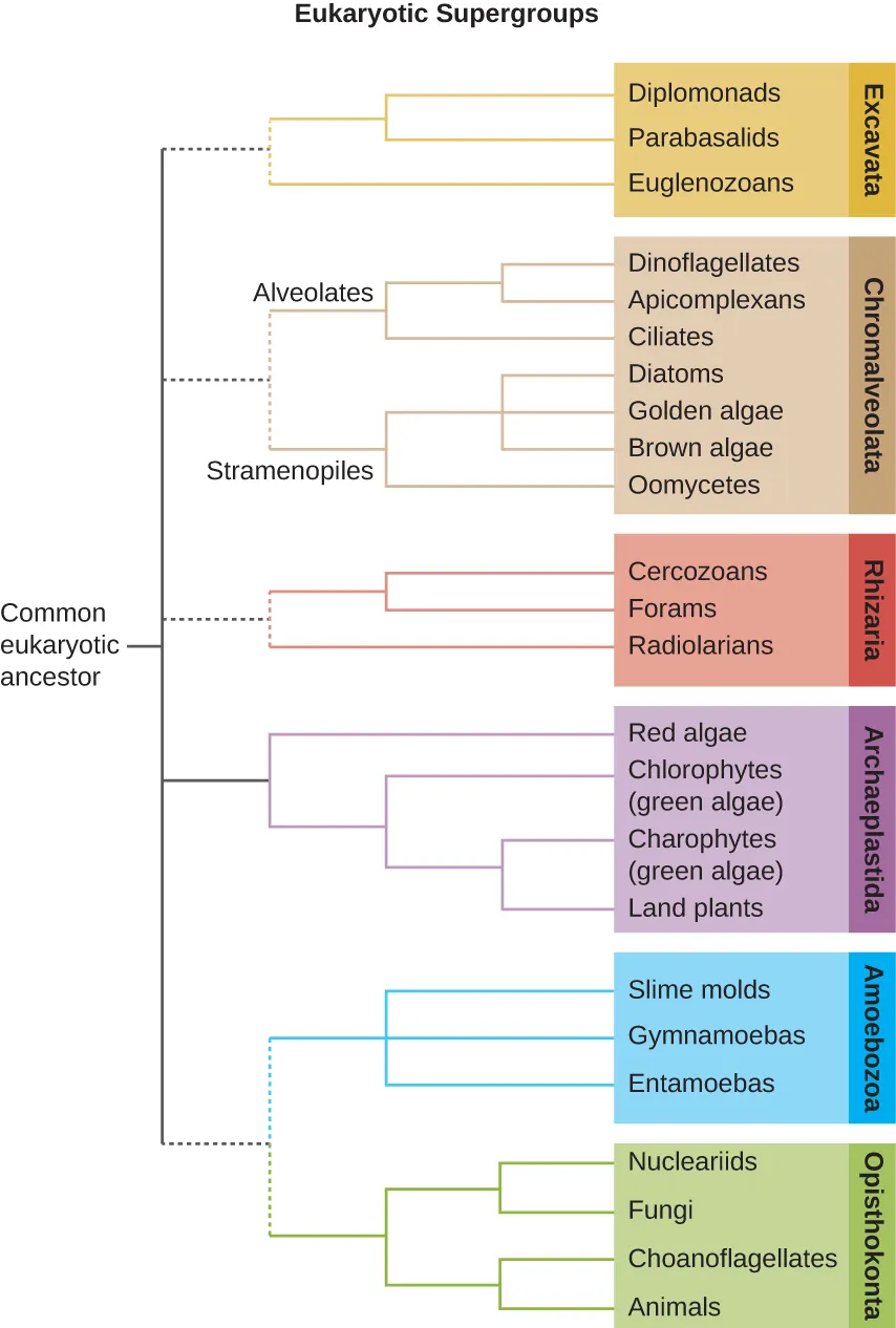 Eukaryotic Supergroups. Description below.