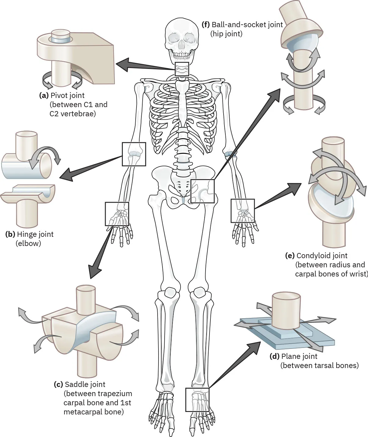 Diagram of skeleton with joints separately enlarged and labeled: (a) pivot joint (between C1 and C2 vertebrae); (b) hinge joint (elbow); (c) saddle joint (between trapezium carpal bone and 1st metacarpal bone); (d) plane joint (between tarsal bones); (e) condyloid joint (between radius and carpal bones of wrist); (f) ball-and-socket joint (hip joint)