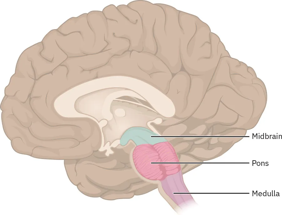 The image is a labeled diagram of the human brain showing a sagittal (side) view, highlighting the brainstem and its components. The midbrain is labeled and marked in light blue, located at the top of the brainstem. Below the midbrain, the pons is labeled and marked in pink. The medulla, also labeled, is positioned beneath the pons and marked in light purple. The brain is illustrated in a neutral color, with the brainstem structures in contrasting colors for clarity, and lines pointing to each labeled part.