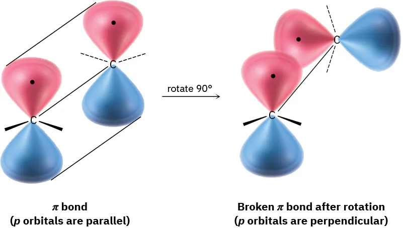 An orbital diagram with two parallel p orbitals before rotation. After rotation the p orbitals are perpendicular, which breaks the double bond.