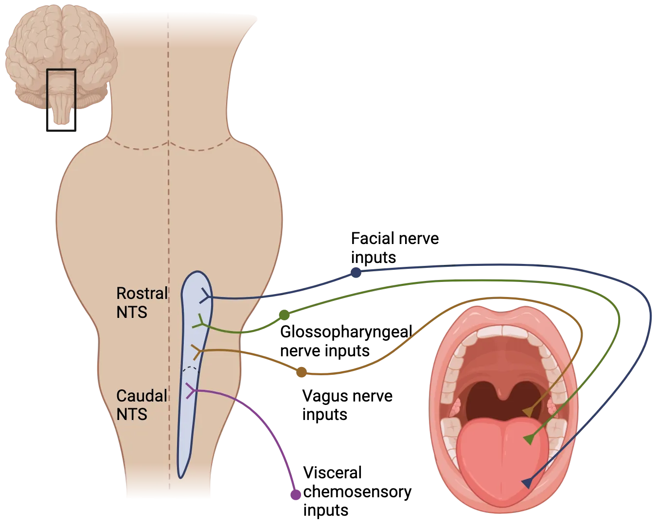 A diagram of the sensory inputs from the human tongue to the NTS in the brainstem, arranged as described in the main text.