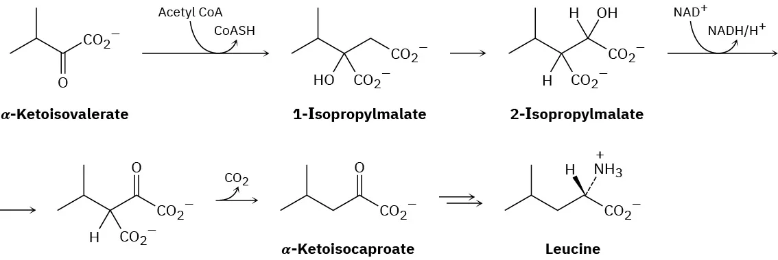The reaction shows alpha-ketoisovalerate transforming into leucine through intermediaries 1-isopropylmalate, 2-isopropylmalate, and alpha-ketoisocaproate, leading to leucine.