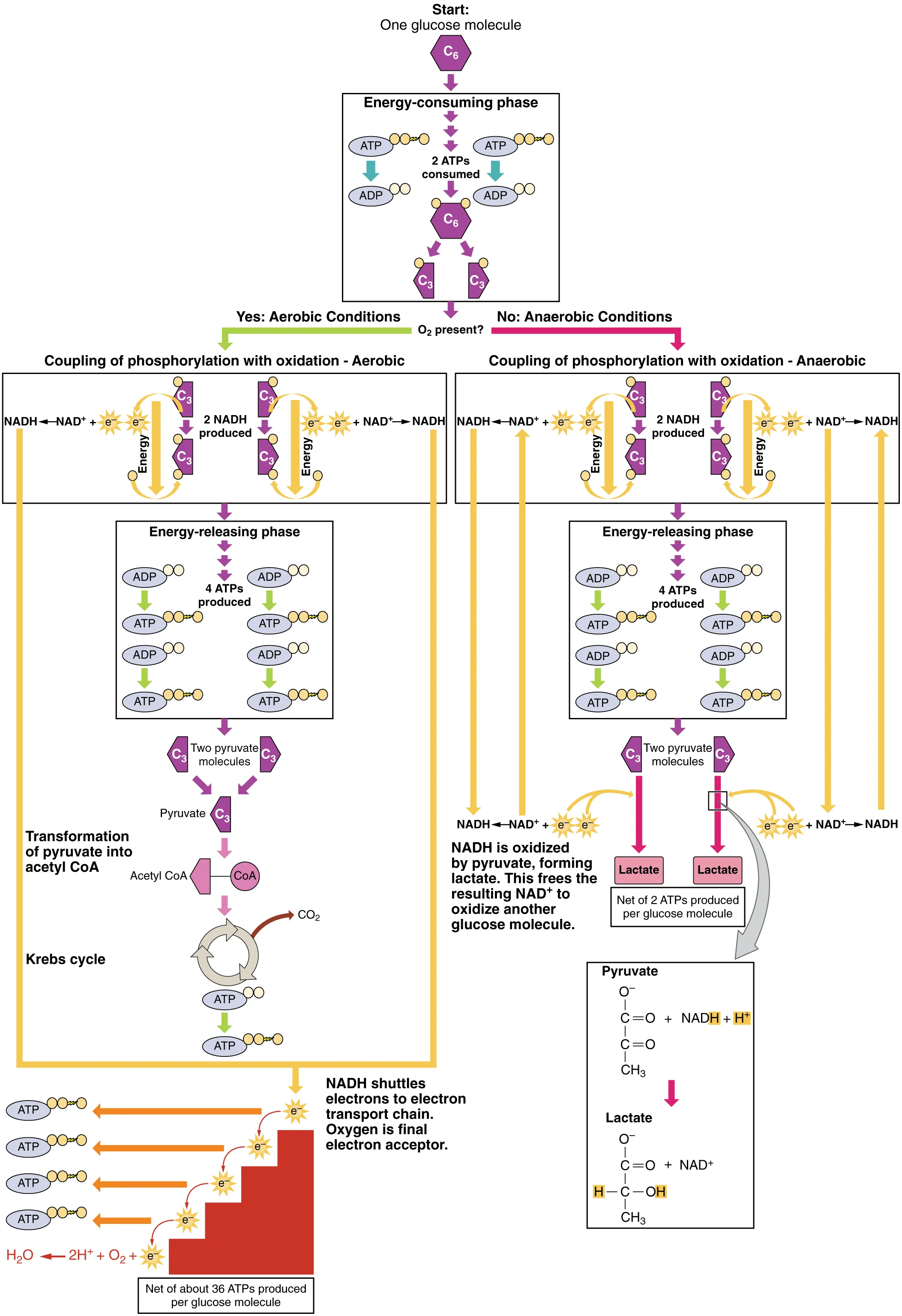 This flowchart shows the processes of fermentation and aerobic respiration. The top image shows the energy consuming phase of glycolysis. This branches into aerobic respiration on the left and fermentation on the right.