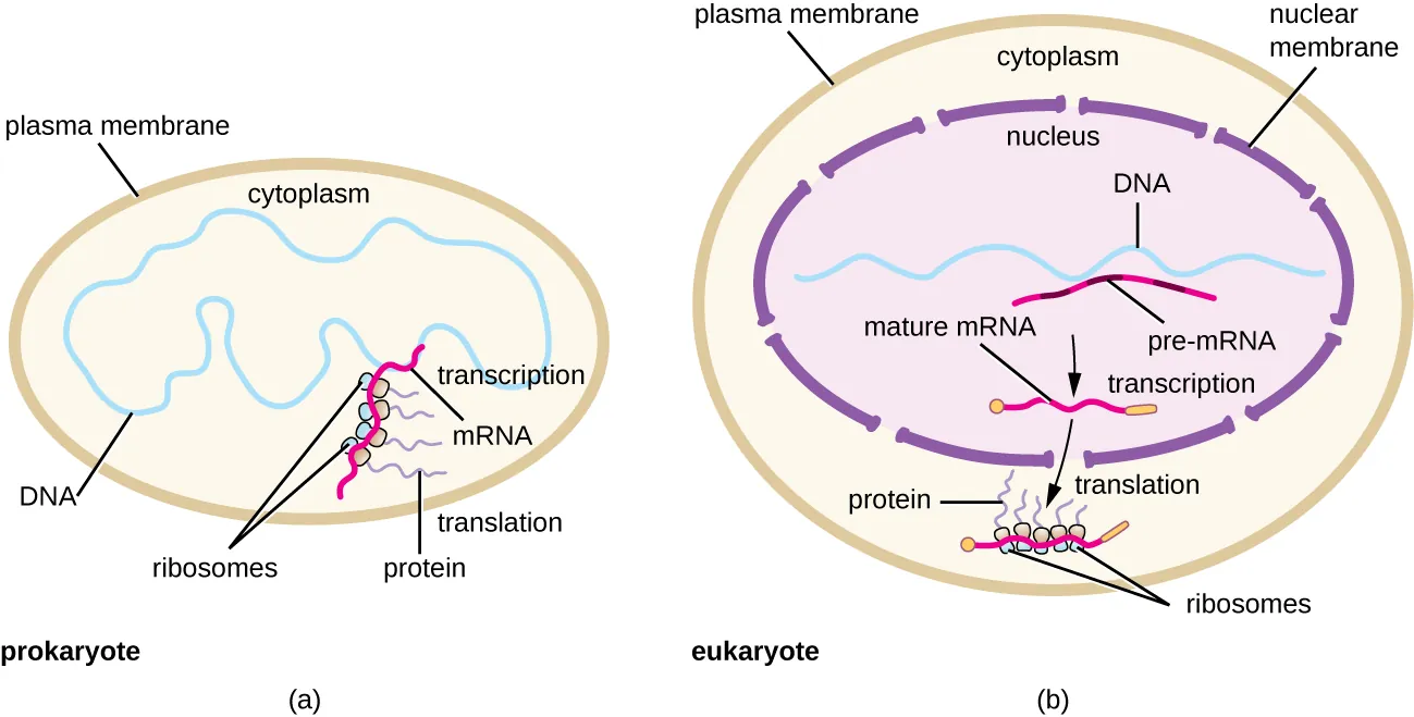 Prokaryotic transcription and translation. Description below.