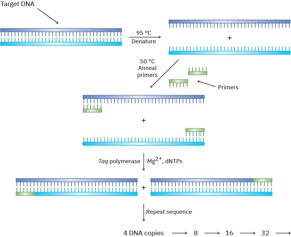 Polymerase chain reaction relies on thermostable Taq polymerase and D N A primers. Through a series of temperature changes, multiple instances of specific D N A region are made in vitro.