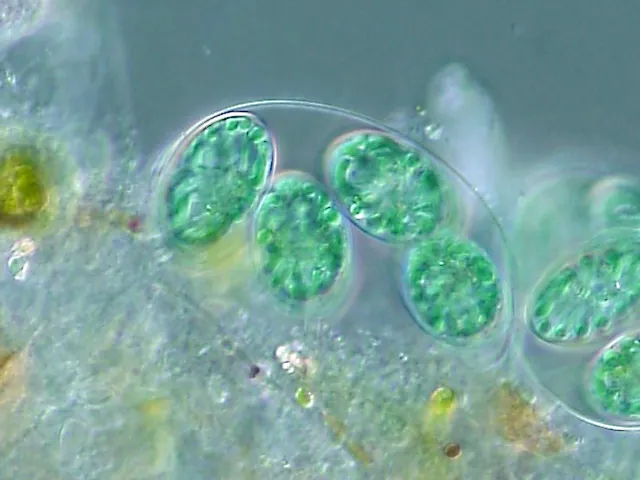This light micrograph image shows Glaucocystis colonies comprised of green, oval-shaped cells loosely bound together by the extended cell wall of a prior generation.