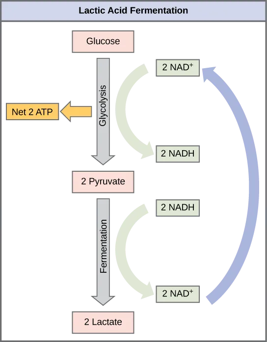 This illustration shows that during glycolysis, glucose is broken down into two pyruvate molecules and, in the process, two NADH are formed from NAD^{+}. During lactic acid fermentation, the two pyruvate molecules are converted into lactate, and NADH is recycled back into NAD^{+}.