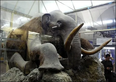 Photo (b) shows a stuffed mammoth sitting in a museum display case.