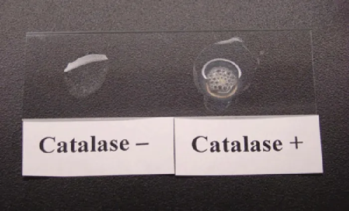 Catalese tests. Description below.