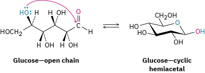 The figure shows two interconvertable forms of glucose. The glucose-open chain transforms into glucose-cyclic hemiacetal.