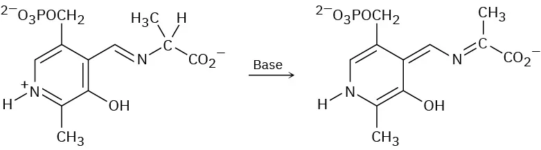 An analog of alanine reacts with base to form a product with a double bond between the alpha carbon and the nitrogen of the amino acid chain.