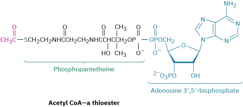 The structure of acetyl Co A, a thioester. It comprises of a C H 3 C O linked to a phosphopantetheinyl adenosine bisphosphate.
