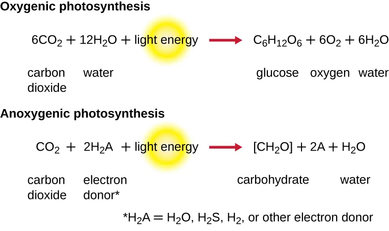 Oxygenic photosynthesis. Description below.