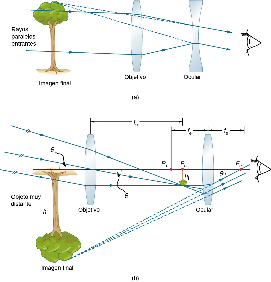 La figura a muestra rayos paralelos desde la izquierda que entran en una lente biconvexa marcada como objetivo. Desde aquí, se desvían entre sí y entran en una lente bicóncava denominada ocular, a través de la cual llegan al ojo del observador. Las proyecciones hacia atrás de los rayos que llegan al ojo convergen en el extremo izquierdo en la imagen vertical de un árbol, marcada como imagen final. La figura b muestra los rayos entrantes con un ángulo theta respecto al eje óptico que entran en una lente biconvexa marcada como objetivo desde la izquierda de la figura. Convergen en el otro lado, en el punto focal del objetivo, para formar una imagen diminuta e invertida de un árbol. Viajan más lejos para entrar en una lente biconvexa marcada como ocular. Se desvían de aquí para entrar en el ojo. Los rayos que llegan al ojo forman un ángulo theta prima con el eje óptico. Sus proyecciones hacia atrás convergen hacia el extremo izquierdo en una imagen ampliada e invertida del árbol, denominada imagen final.