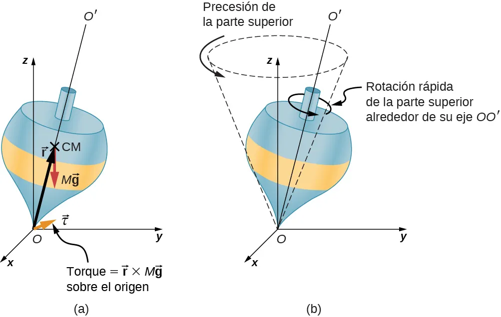 Figura a: Se muestra un sistema de coordenadas x y z, con la x fuera de la página, la y a la derecha y la z hacia arriba. El origen es el punto O. Se muestra una peonza con su punto en el origen y su eje inclinado lejos del eje z en vertical. El eje de la peonza es la línea O O prima. El vector r se extiende desde el origen hacia el centro de la masa, etiquetado como C M, de la peonza. La fuerza M g actúa hacia abajo, en el centro de masa. El torque en torno al origen es igual al vector r cruzado con el vector M g. Este torque es un vector en el plano x y, perpendicular al vector r. Figura b: Se muestra la coordenada x y z, así como la peonza. La peonza se inclina de nuevo lejos del eje z y gira rápidamente en sentido contrario a las agujas del reloj en torno al eje O O primo, visto desde arriba. La precesión de la peonza traza un círculo en sentido contrario a las agujas del reloj, visto desde arriba, centrado en el eje z. El cono barrido por la precesión de la peonza se indica en líneas discontinuas.