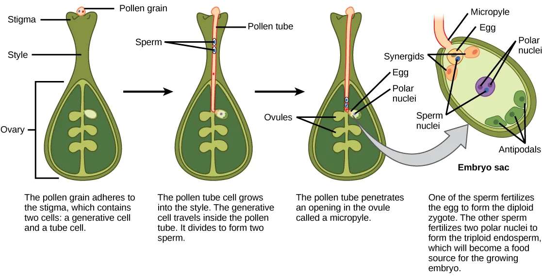 Illustration shows the gynoecium of a flowering plant. A pollen grain adheres to the stigma. The pollen contains two cells: a generative cell and a tube cell. The pollen tube cell grows into the style. The generative cell travels inside the pollen tube. It divides to form two sperm. The pollen tube penetrates an opening in the ovule called a micropyle. One of the sperm fertilizes the egg to form the zygote. The other sperm fertilizes two polar nuclei to form a triploid endosperm, which becomes a food source for the growing embryo.