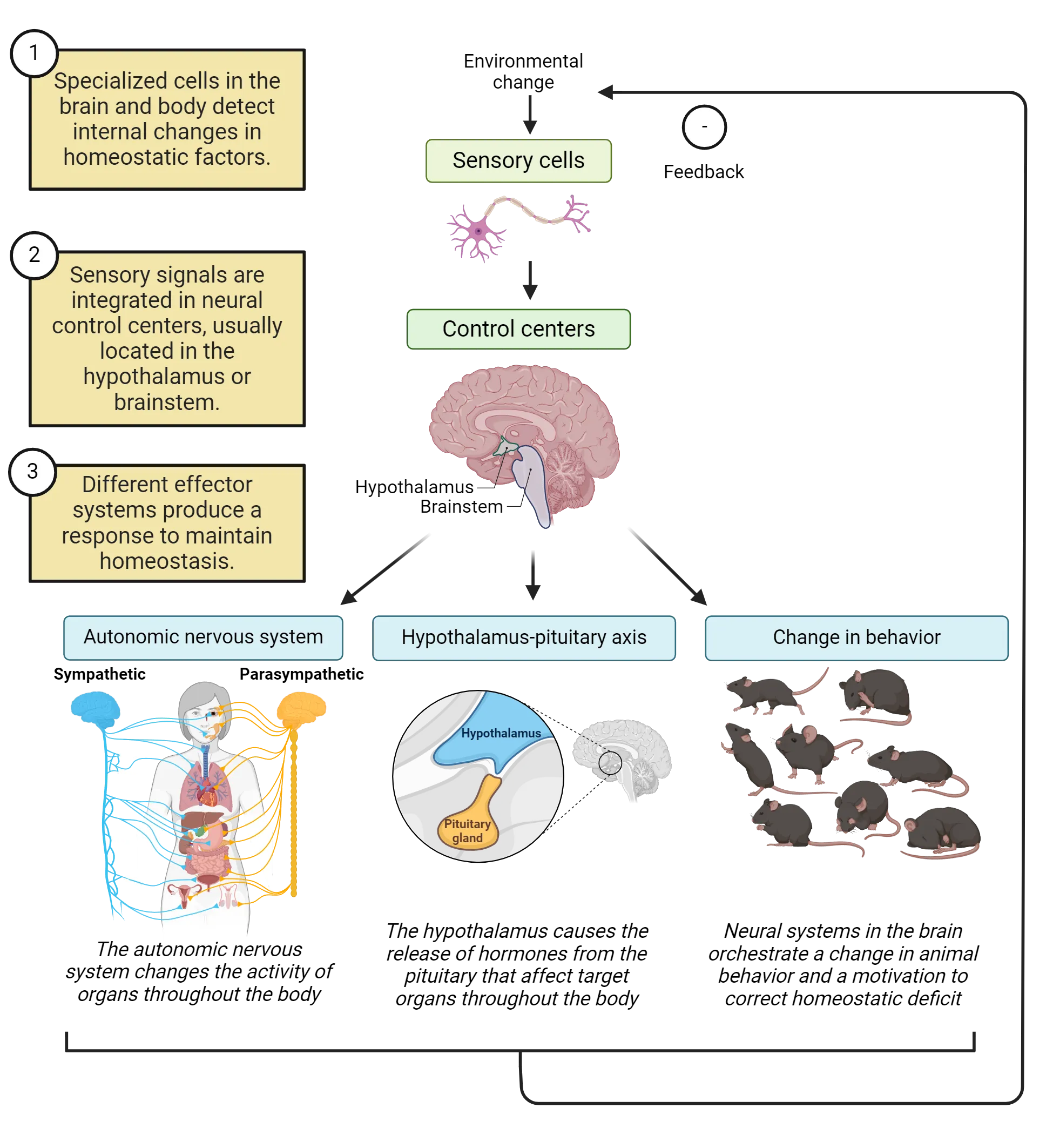 A diagram showing steps in homeostasis feedback. 1) Specialized cells (sensory cells) in the brain and body detect internal changes in homeostatic factors. 2) Sensory signals are integrated in neural control centers, usually located in the hypothalamus or brainstem. 3) Different effector systems produce a response to maintain homeostasis. Functions of effector systems as described in the main text are summarized.