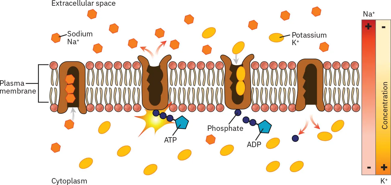 Graphic showing sodium, potassium, and phosphate needing to be balanced for the sodium-potassium pump to function.