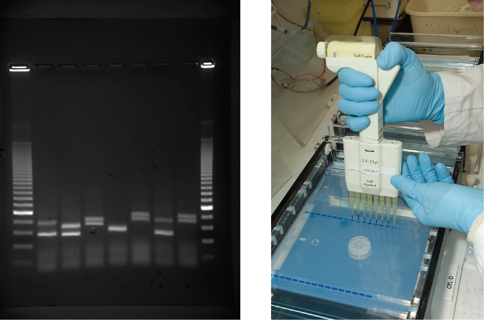 The first photo shows an agarose gel illuminated under UV light. The gel is nine lanes across. Each lane was loaded with a sample containing DNA fragments of differing size that have separated as they travel through the gel, from top to bottom. The DNA appears as thin, white bands on a black background. Lanes one and nine contain many bands from a DNA standard. These bands are closely spaced toward the top, and spaced farther apart further down the gel. Lanes two through eight contain one or two bands each. Some of these bands are identical in size and run the same distance into the gel. Others run a slightly different distance, indicating a small difference in size. The second image shows a person using a handheld device with eight pipettes holding DNA material. The person places the device's pipettes directly over a prepared gel inside an electrphoresis machine. The gel already contains several lines of material where the user has previouly loaded DNA material.