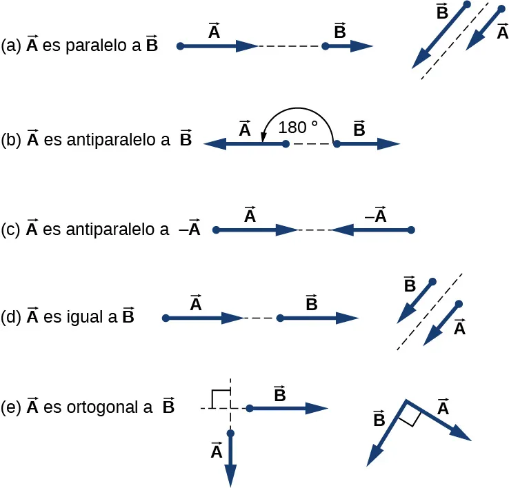 Figura a: Dos ejemplos de vector A paralelo al vector B. En uno, A y B están en la misma línea, uno tras otro, pero A es más largo que B. En el otro, A y B son paralelos con sus colas alineadas, pero A es más corto que B. Figura b: Ejemplo de vector A antiparalelo al vector B. El vector A apunta a la izquierda y es más largo que el vector B, que apunta a la derecha. El ángulo entre ellos es de 180 grados. Figura c: Ejemplo de vector A antiparalelo al menos vector A: A apunta a la derecha y -A a la izquierda. Ambos tienen la misma longitud. Figura d: Dos ejemplos de vector A igual a vector B: En uno, A y B están en la misma línea, uno tras otro, y ambos tienen la misma longitud. En el otro, A y B son paralelos entre sí con sus colas alineadas, y ambos tienen la misma longitud. Figura e: Dos ejemplos de vector A ortogonal al vector B: En uno, A apunta hacia abajo y B hacia la derecha; se encuentran en un ángulo recto, y ambos tienen la misma longitud. En el otro, A apunta hacia abajo y hacia la derecha y B apunta hacia abajo y hacia la izquierda; se encuentran con A en un ángulo recto. Ambos tienen la misma longitud.