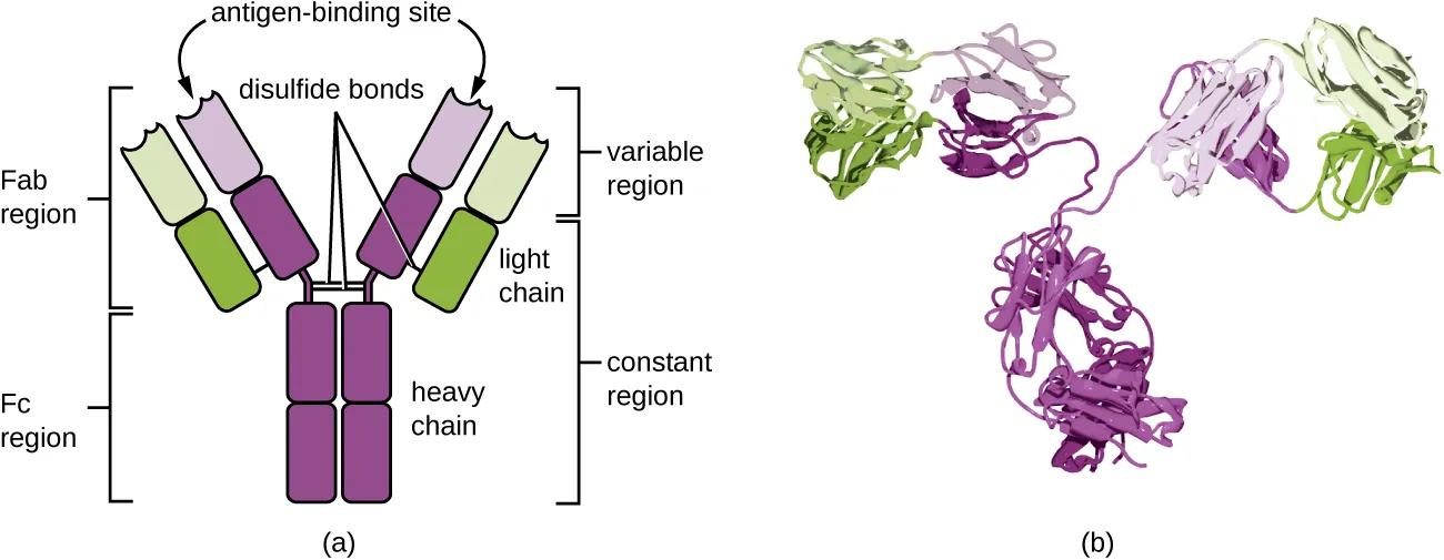 The basic structure of an antibody monomer. Description below.