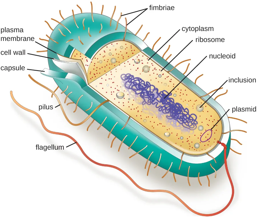 A diagram of a rod-shaped prokaryotic cell. Description below.