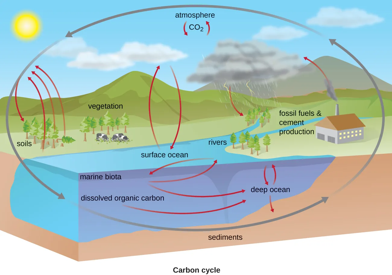 The carbon cycle. Descriptions below.