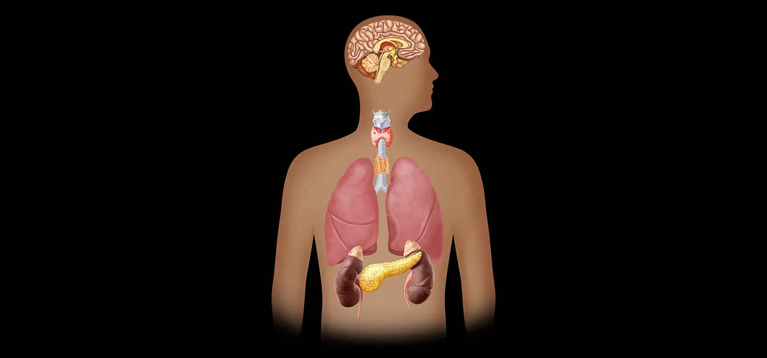 The organs of the endocrine system, including the pituitary gland, thyroid, adrenal glands, and pancreas are shown in their anatomical location (in the head and torso). The pituitary gland is located below the brain. The thyroid starts in the throat and goes down toward the lungs. The adrenal glands are below the lungs, and the pancreas is located between the adrenal glands.