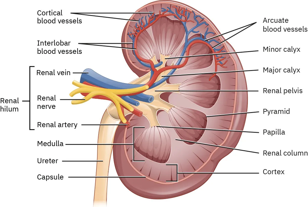 A complex color illustration showing the various parts of the human kidney. The image includes an illustration of a man showing the location of the kidneys and a labeled diagram of the kidney. Labeled components include: hilum, renal artery, renal vein, renal pelvis, ureter, major calyx, minor calyx, renal cortex, renal medulla, renal papilla, renal pyramids, renal columns, fibrous capsule.