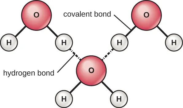 Covalent bonds. Description below.