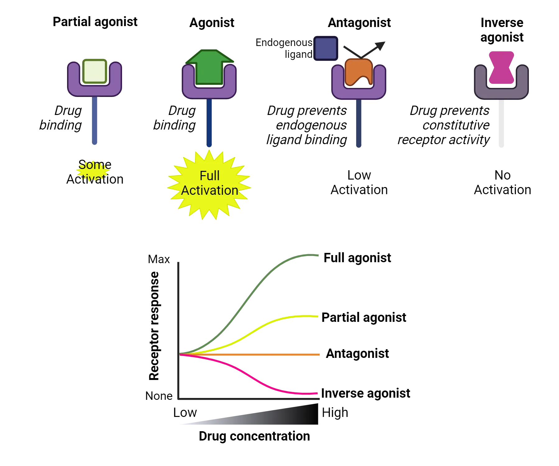 Top half shows diagrams of full agonist, partial agonist, antagonist and inverse agonist interactions of a drug with a receptor, as described in the main text. Bottom half shows a graph of receptor response (y-axis) versus drug concentration (x-axis, low to high). Curves are plotted. Full agonist shows the biggest increase in response with increasing dose, followed by partial agonist. Antagonist shows no response with increasing dose and inverse agonist shows decreasing response with increasing dose.