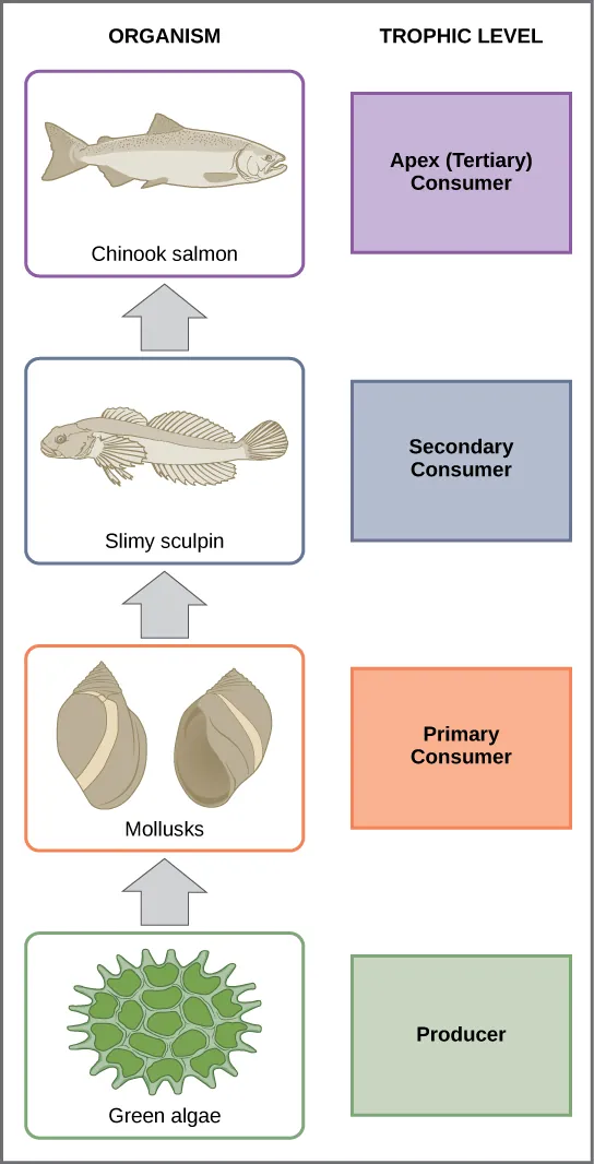 In this illustration, the bottom trophic level is green algae, which is the primary producer. The primary consumers are mollusks, or snails. The secondary consumers are small fish called slimy sculpin. The tertiary and apex consumer is Chinook salmon.