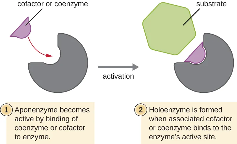 Cofactor or coenzyme binds. Description below.