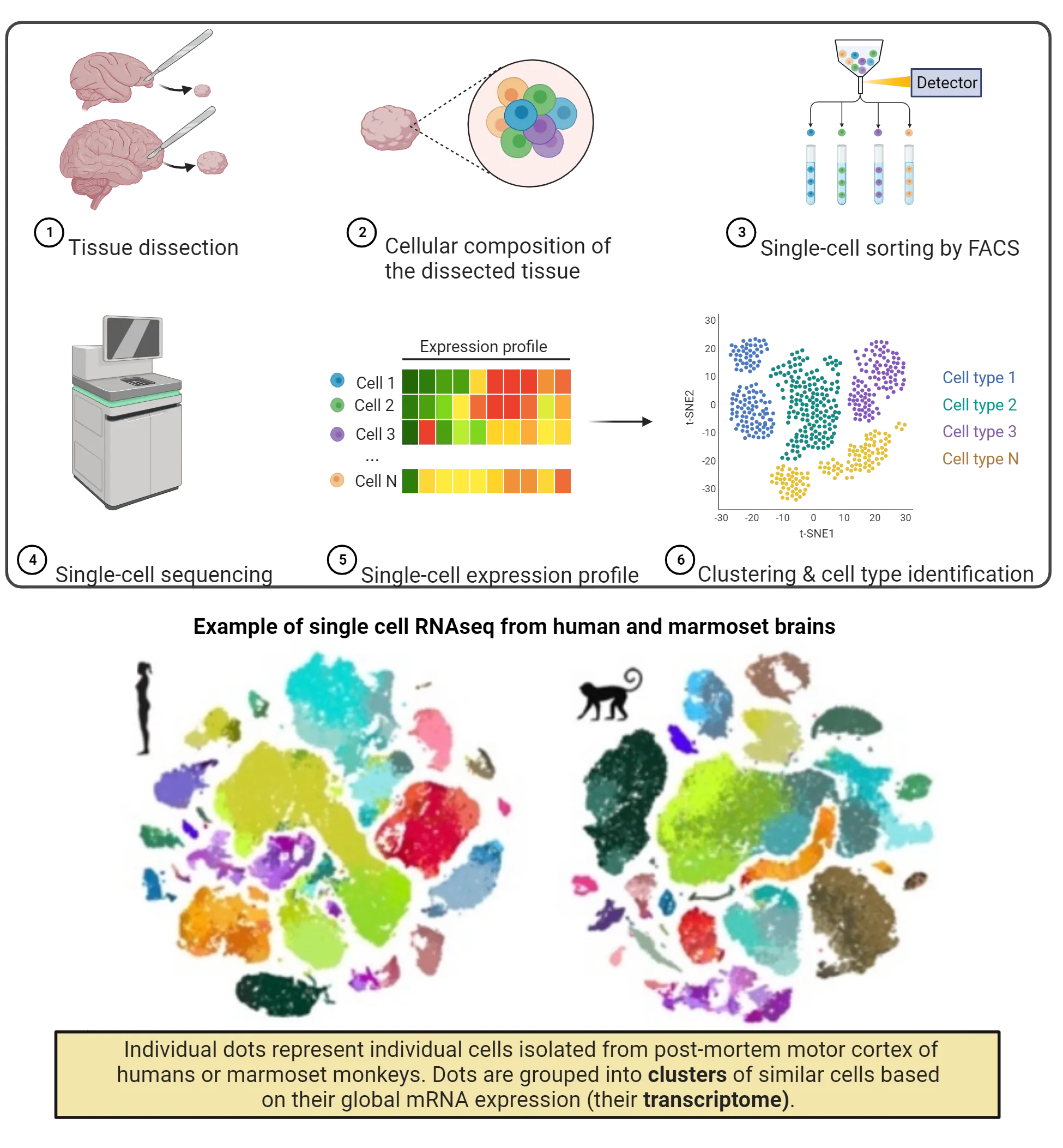 Top is a diagram of the steps in a single cell RNAseq experiment. Steps are described in the main text. Bottom has 2 examples of single cell RNAseq, one from human and one from marmoset. Individual dots represent individual cells isolated from post-mortem motor cortex of humans or marmoset monkeys. Dots are grouped into clusters of similar cells based on their global mRNA expression (their transcriptome). There are more than a dozen clusters, each with a unique color, in a cloud-like array.