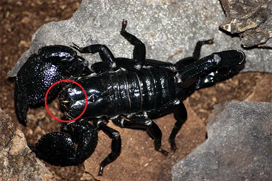 Photo a shows a black, shiny scorpion. Photo b shows a spider with a thick, hairy body and eight long legs.
