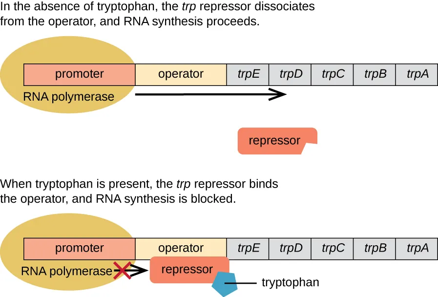 Diagram of the trp operon. Description below.