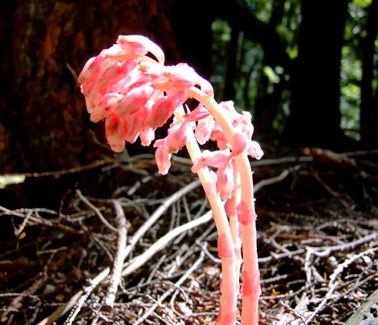 Photo shows a plant with light pink stems reminiscent of asparagus. Bud-like appendages grow from the tips of the stems.