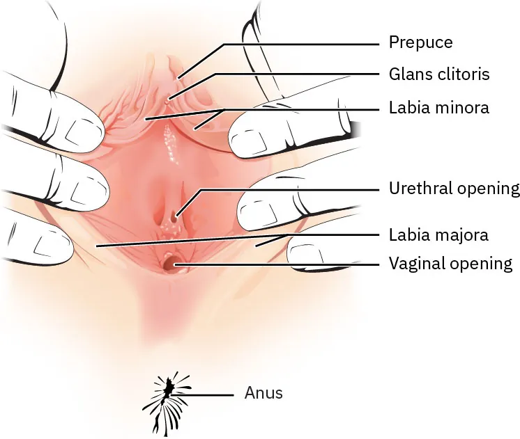 A diagram showing the internal and external parts of the female genitourinary and reproductive systems. Labeled parts include: prepuce, glans clitoris, labia minora, corpus cavernosum, bulb of vestibule, urethra opening, labia majora, vaginal opening, opening of right Bartholin's gland, anus.