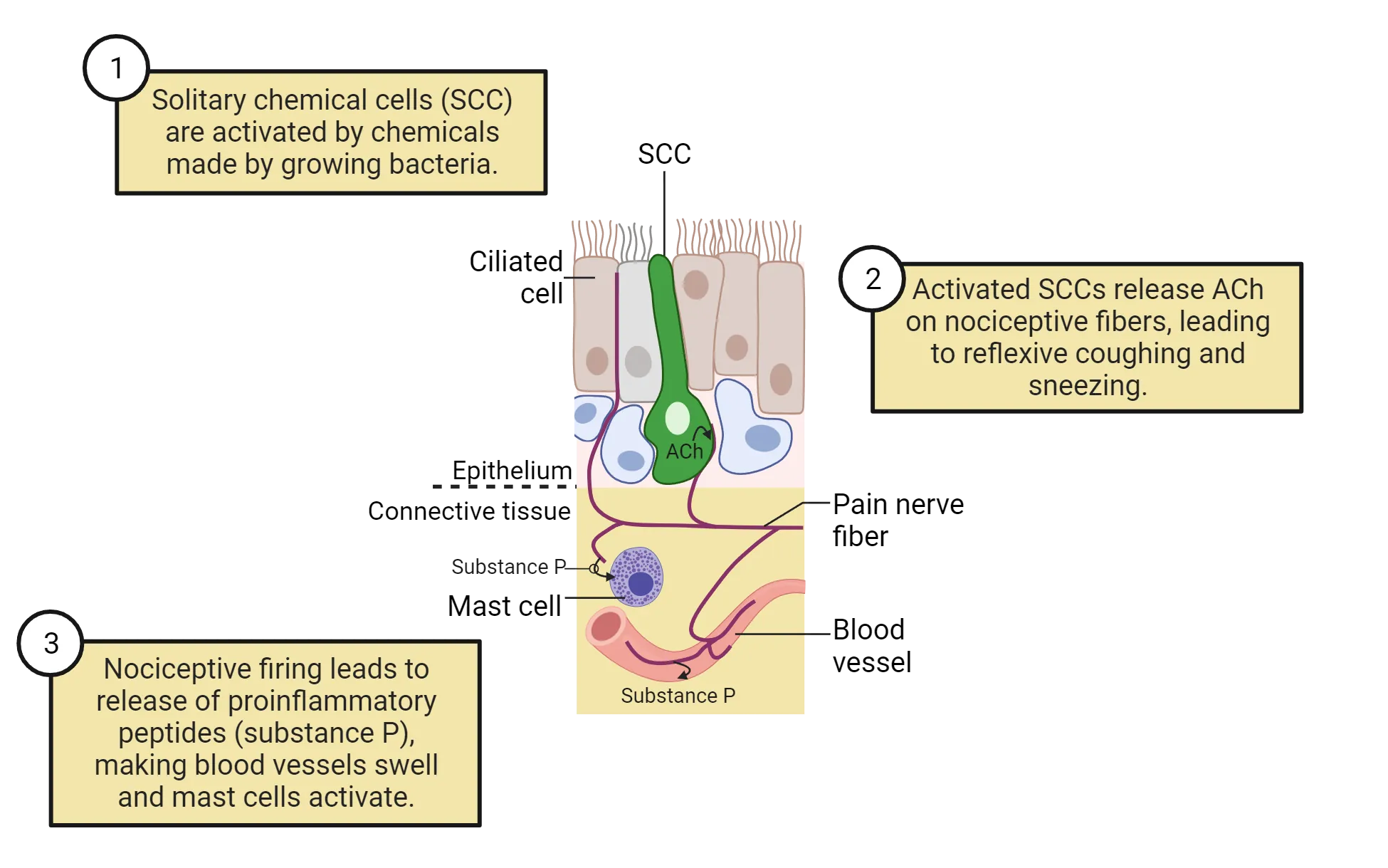A diagram of SCC in epithelium with underlying connections. 1) Solitary chemical cells (SCC) are activated by chemicals made by growing bacteria. 2) Activated SCCs release ACh on nociceptive fibers, leading to reflexive coughing and sneezing. 3) Nociceptive firing leads to release of proinflammatory peptides (substance P), making blood vessels swell and mast cells activate.