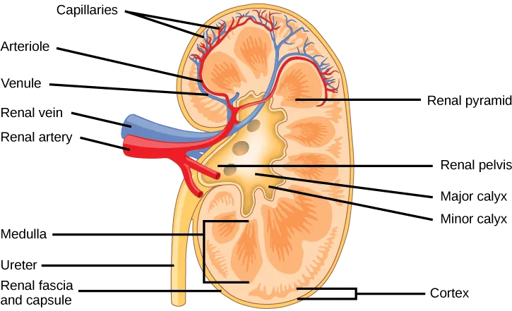 The kidney is shaped like a kidney bean standing on end. Two layers, the outer renal fascia and an inner capsule, cover the outside of the kidney. The inside of the kidney consists of three layers: the outer cortex, the middle medulla and the inner renal pelvis. The renal pelvis is flush with the concave side of the kidney, and empties into the ureter, a tube that runs down outside the concave side of the kidney. Eight renal pyramids are embedded in the medulla, which is the thickest kidney layer. Each renal pyramid is teardrop-shaped, with the narrow end facing the renal pelvis. The renal artery and renal vein enter the concave part of the kidney, just above the ureter. The renal artery and renal vein branch into arterioles and venuoles, respectively, which extend into the kidney and branch into capillaries in the cortex.