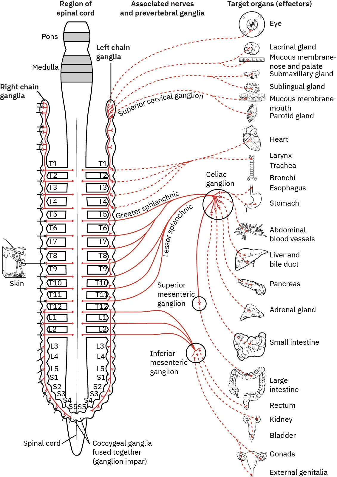 A complex diagram of the sympathetic nervous system. The diagram shows the various components of the spine with lines representing nerve connections and prevertebral ganglia. The lines continue from the spines to the different target organs.