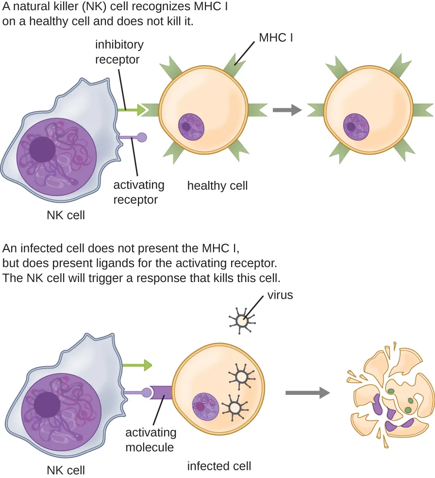 NK cells in action. Description below.