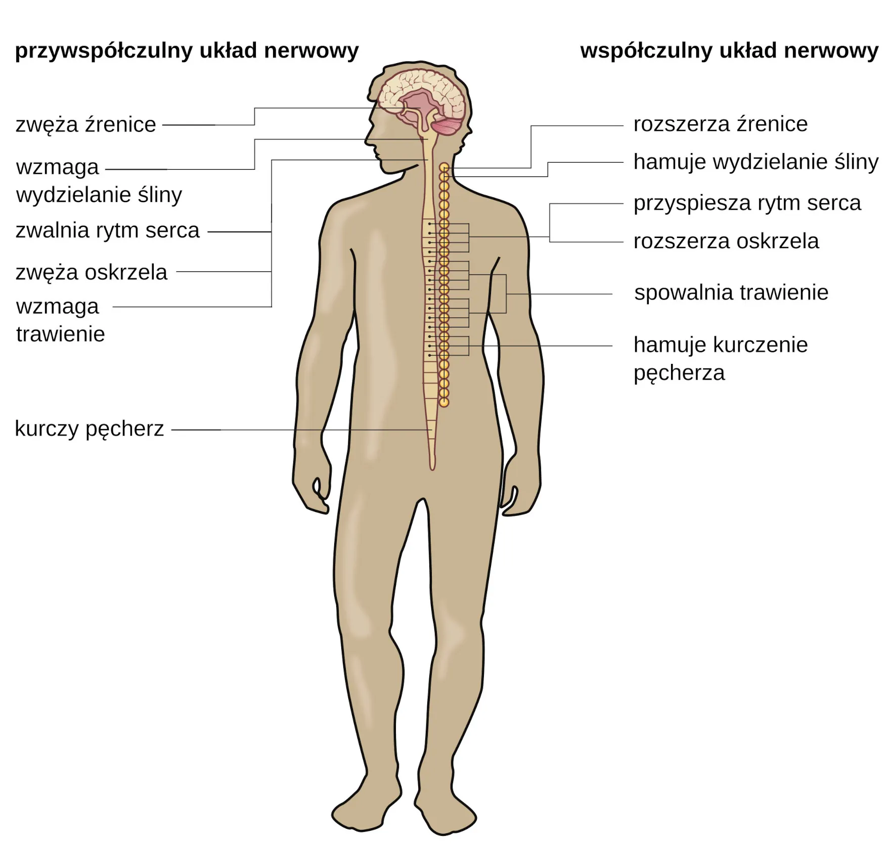 Rysunek ludzkiego ciała ukazuje różne funkcje współczulnego i przywspółczulnego układu nerwowego. Część przywspółczulna zwęża źrenice, pobudza wydzielanie śliny, spowalnia tętno, zwęża oskrzela, pobudza trawienie i wydzielanie żółci oraz kurczy mięsień pęcherza moczowego. Część współczulna rozszerza źrenice, hamuje wydzielanie śliny, przyspiesza bicie serca, rozszerza oskrzela, hamuje procesy trawienne, pobudza rozkład glikogenu i wydzielanie adrenaliny i noradrenaliny, rozluźnia mięsień pęcherza.