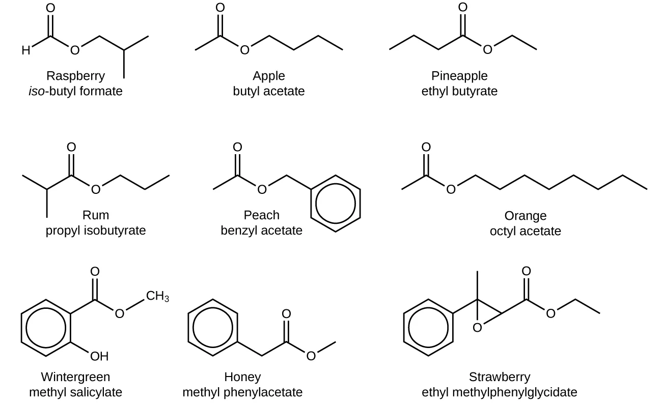 There are nine structures represented in this figure. The first is labeled, “raspberry,” and, “iso-butyl formate.” It shows an H atom with a line going up and to the right which then goes down and to the right. It goes up and to the right again and down and to the right and up and to the right. At the first peak is a double bond to an O atom. At the first trough is an O atom. At the second trough, there is a line going straight down. The second is labeled, “apple,” and, “butyl acetate.” There is a line that goes up and to the right, down and to the right, up and to the right, and down and to the right. At the second peak is a double bond to an O atom. At the end, on the right is O C H subscript 3. The third is labeled, “pineapple,” and, “ethyl butyrate.” It is a line that goes up and to the right, down and to the right, up and to the right, down and to the right, up and to the right, and down and to the right. At the second peak is a double bond to an O atom and at the second trough is an O atom. The fourth is labeled, “rum,” and “propyl isobutyrate.” It shows a line that goes down and to the right, up and to the right, down and to the right, up and to the right, down and to the right and up and to the right. The first complete peak has a double bond to an O atom and the second trough has an O atom. The fifth is labeled, “peach,” and “benzyl acetate.” It shows a line that goes up and to the right, down and to the right, up and to the right and down and to the right. This line connects to a hexagon with a circle inside it. The first peak has a double bond to an O atom and the first trough has an O atom. The sixth is labeled, “orange,” and, “octyl acetate.” It shows a line that goes up and to the right and down and to the right and up and to the right and down and to the right and up and to the right and down and to the right and up and to the right and down and to the right and up and to the right and down and to the right. The first peak has a double bond to an O atom and the first complete trough has and an O atom. The seventh is labeled, “wintergreen,” and “methyl salicylate.” It shows a hexagon with a circle inside of it. On the right, is a bond down and to the right to an O H group. On the right is a bond to a line that goes up and to the right and down and two the right and up and to the right. At the first peak is a double bond to an O atom, the next trough shows and O atom and at the end of the line is a C H subscript 3 group. The eighth is labeled, “honey,” and “methyl phenylacetate.” It shows a hexagon with a circle inside of it. It shows it connecting to a line on the right that goes down and to the right then up and to the right and down and to the right and up and to the right. At the first peak that is not part of the hexagon is a double bond to an O atom. At the last trough is an O atom. The ninth is labeled, “strawberry,” and “ethyl methylphenylglycidate.” This shows a hexagon with a circle inside of it. On the right, it connects to a line that goes up and to the right and down and to the right and up and to the right and down and to the right and up and to the right and down and to the right. At the first peak is a line that extends above and below. Below, it connects to an O atom. At the next trough, the line extends down and to the left to the same O atom. At the next peak is a double bond to an O atom and at the next trough is an O atom.