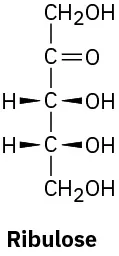 The structure of D ribulose which is a ketopentose with the chemical formula C 5 H 10 O 5. It is a structural isomer of ribose.