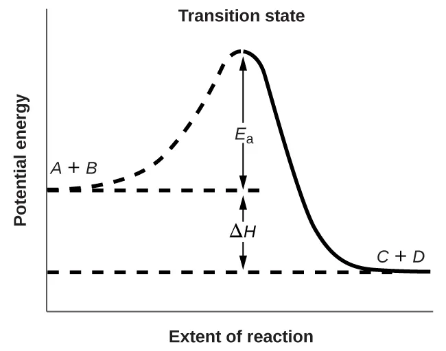 A graph is shown with the label, “Extent of reaction,” bon the x-axis and the label, “Potential energy,” on the y-axis. Above the x-axis, a portion of a dashed curve is labeled “A plus B.” From the right end of this region, the concave down curve continues upward to reach a maximum near the height of the y-axis. The peak of this curve is labeled, “Transition state.” A double sided arrow extends from a dashed horizontal line that originates at the y-axis at a common endpoint with the curve to the peak of the curve. This arrow is labeled “E subscript a.” A second horizontal dashed line segment is drawn from the right end of the black curve left to the vertical axis at a level significantly lower than the initial “A plus B” labeled end of the curve. The end of the curve that is shared with this segment is labeled, “C plus D.” The curve, which was initially dashed, continues as a solid curve from the maximum to its endpoint at the right side of the diagram. A second double sided arrow is shown. This arrow extends between the two dashed horizontal lines and is labeled, “capital delta H.”